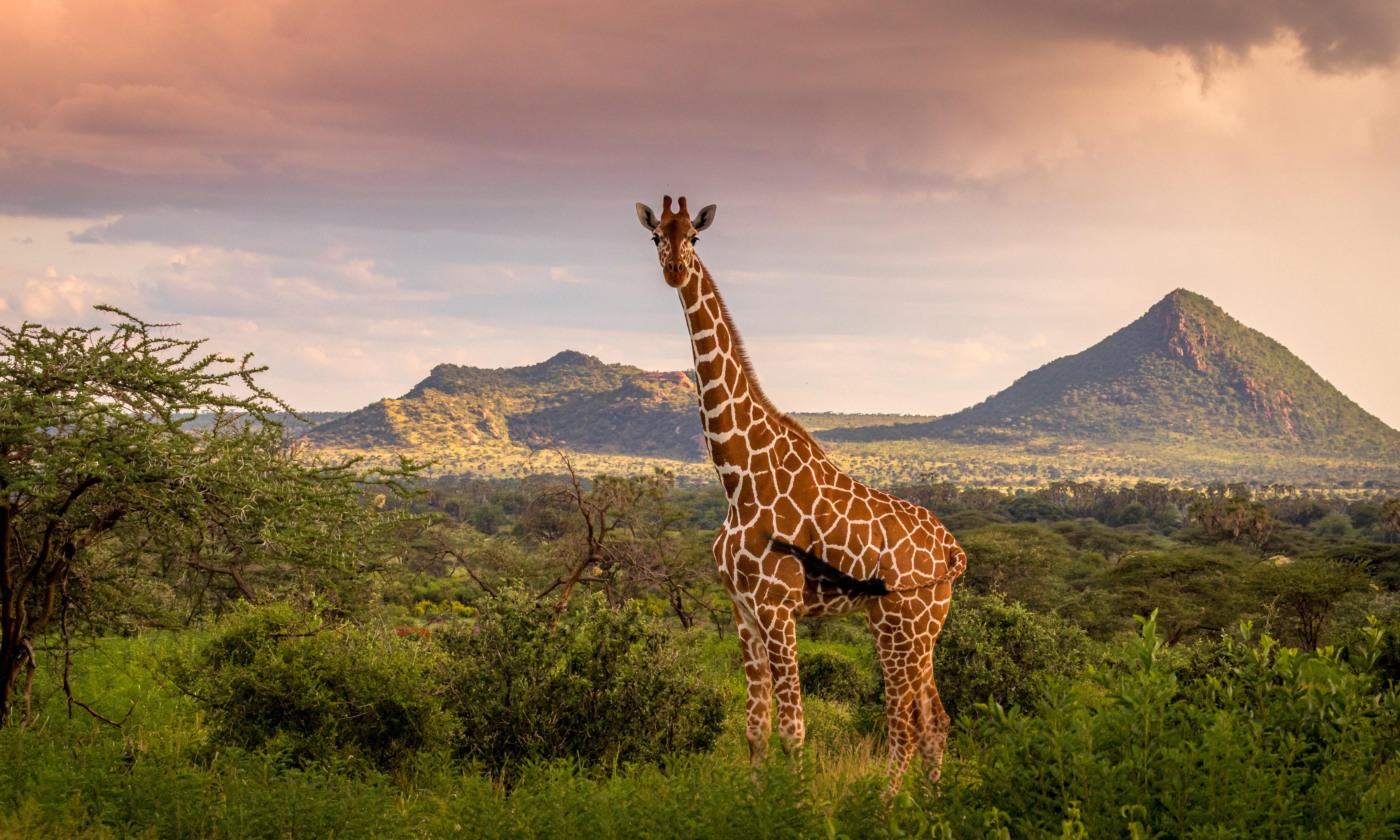 Sudáfrica | La Ruta del Safari
